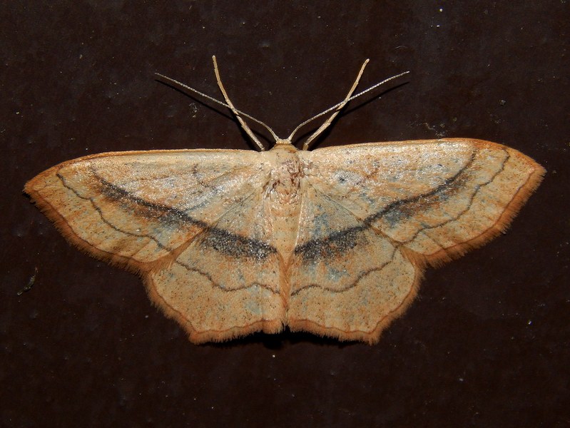 Scopula imitaria? - S, Scopula (Calothysanis) imitaria